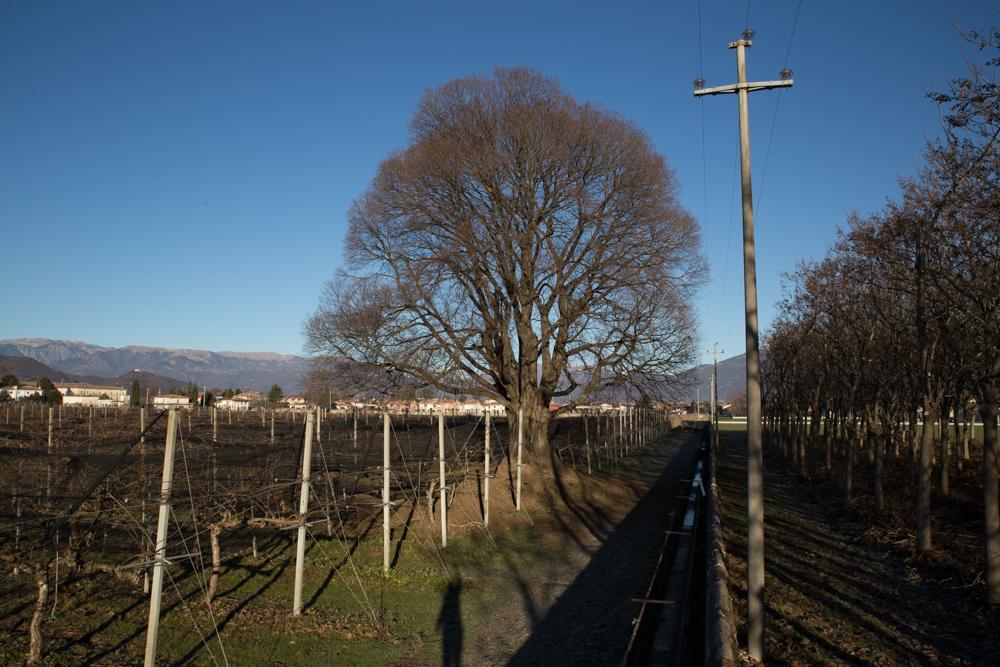 Al Bagolaro Bed & Breakfast Crocetta del Montello Exterior photo